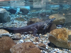 Mecistops cataphractus