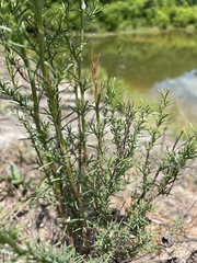 Polygonella americana