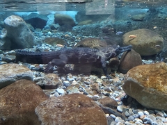 Mecistops cataphractus