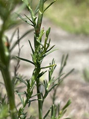 Polygonella americana