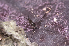 Gerridae