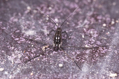 Gerridae