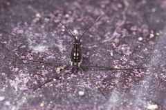 Gerridae