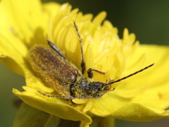 Rhagiini