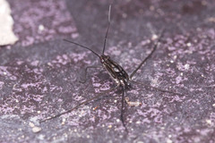 Gerridae
