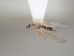 Hemerodromiinae