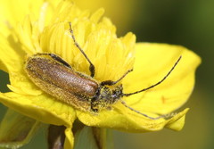 Rhagiini