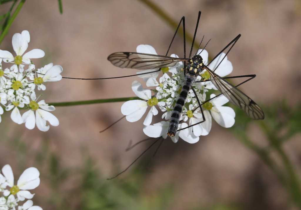 Nephrotoma croceiventris lindneri
