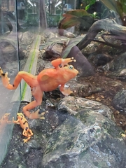 Atelopus zeteki