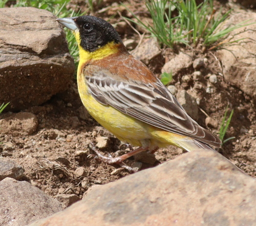 Black-headed Bunting, Genç, Bingöl, Turkey, photo 10 of 10
