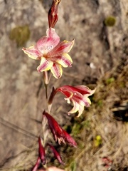 Gladiolus guthriei