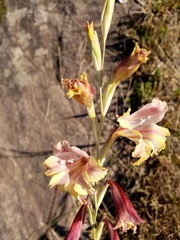 Gladiolus guthriei
