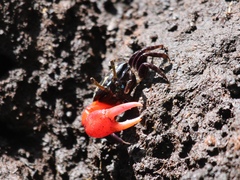 Paraleptuca crassipes