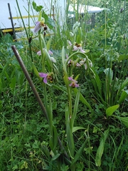 Ophrys apifera