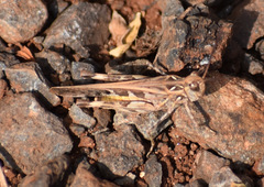 Oedaleus abruptus