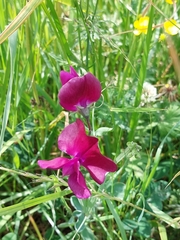 Lathyrus odoratus