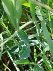 Lathyrus odoratus