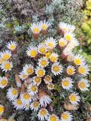 Helichrysum retortoides