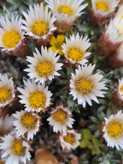 Helichrysum retortoides