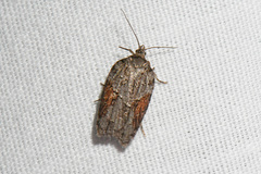 Acleris ptychogrammos