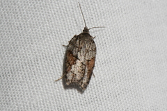Acleris ptychogrammos