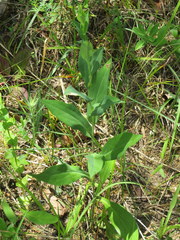 Solidago rigida glabrata