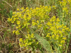Euphorbia seguieriana
