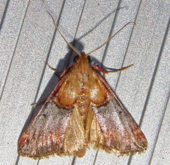 Cacozelia basiochrealis