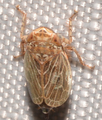 Agallia quadripunctata