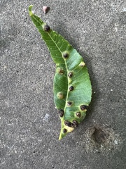 Phylloxera russellae