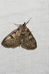 Palpita arsaltealis