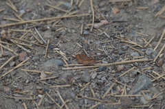 Leptostales rubromarginaria