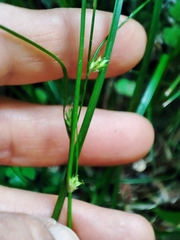 Carex remota