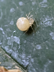 Paidiscura