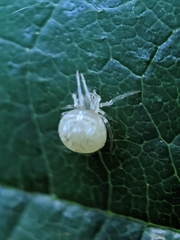 Paidiscura