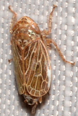 Agallia quadripunctata