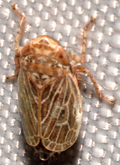 Agallia quadripunctata