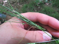 Carex socialis