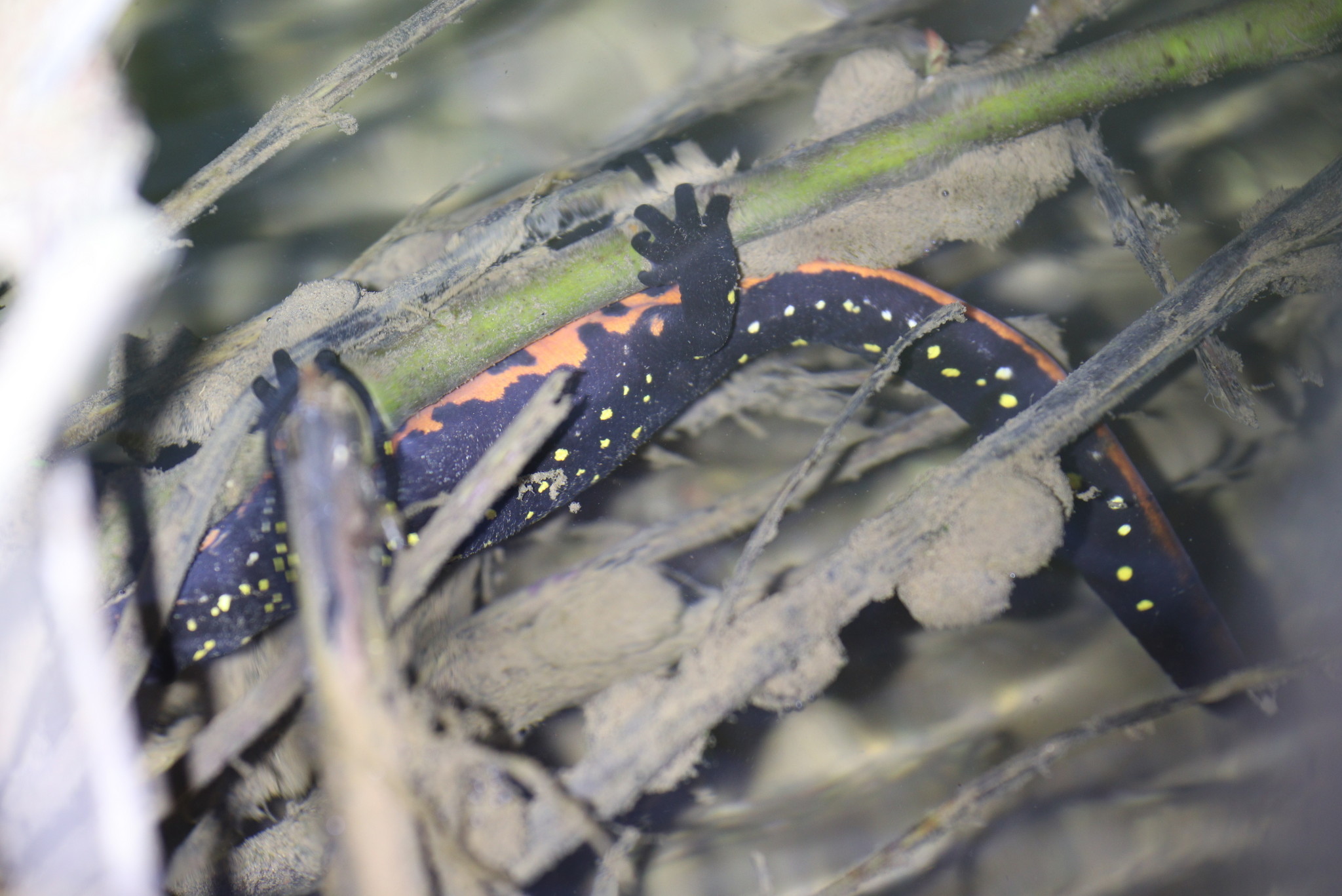 ストラウヒツエイモリ (Neurergus strauchii) · iNaturalist