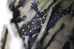 Neurergus barani
