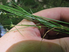 Carex socialis