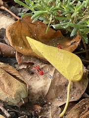 Dysdercus suturellus