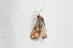 Retinia pallipennis