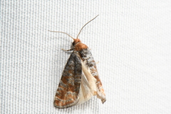 Retinia pallipennis
