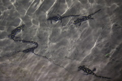 Neurergus barani