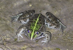 Pelophylax ridibundus