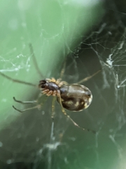 Neriene peltata