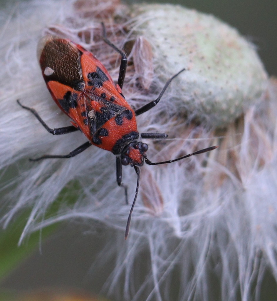 Scentless bug