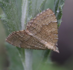Camptogramma