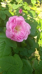 Rosa gallica